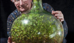 53 éve virul az üvegbe zárt kert