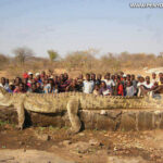 7 méteres krokodil (Afrika)