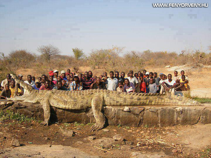 7 méteres krokodil (Afrika)