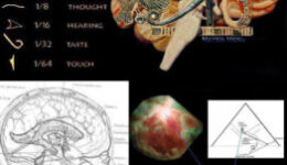 Hasonlóságok-Agy - Ré szeme
