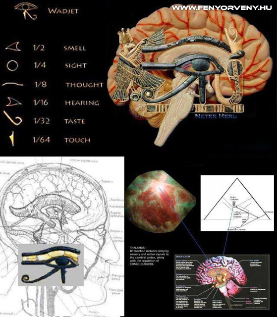 Hasonlóságok-Agy - Ré szeme