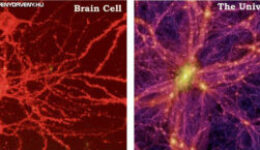 Hasonlóságok-Agy-Univerzum