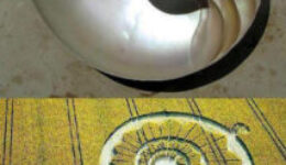 Hasonlóságok-Csiga