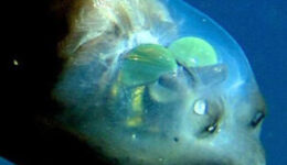 Az átlátszó fejű hal