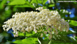 A bodza, mint gyógynövény