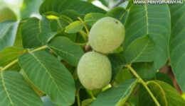 A diófalevél gyógyhatásai