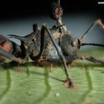 Zombi-hangyák-agyirányító gombát találtak