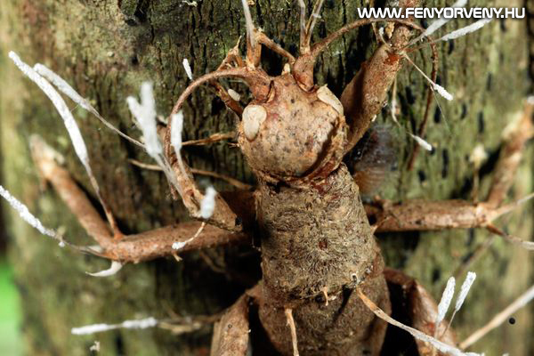 Zombi-hangyák-agyirányító gombát találtak-3
