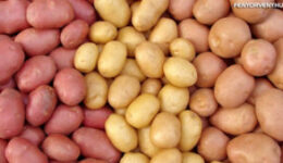 A krumpli, mint gyógyszer