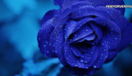 Színek jelentése-Kék