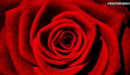 Színek jelentései-Piros