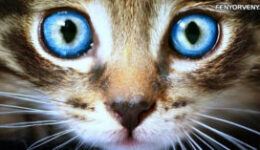 Hogy látják az állatok a világot