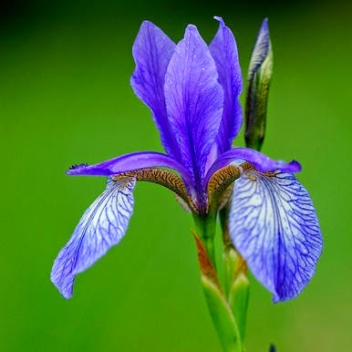 Virághoroszkóp | FÉNYÖRVÉNY