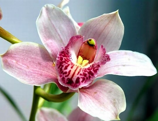 Orchidea