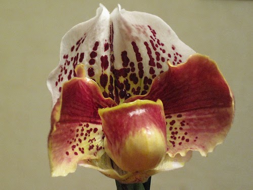 Boldogasszony papucsa