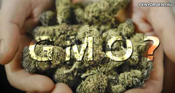 Már a kannabiszt is GMO-sítani akarja a Monsanto