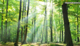 Az élet olyan, mint egy séta az erdőben