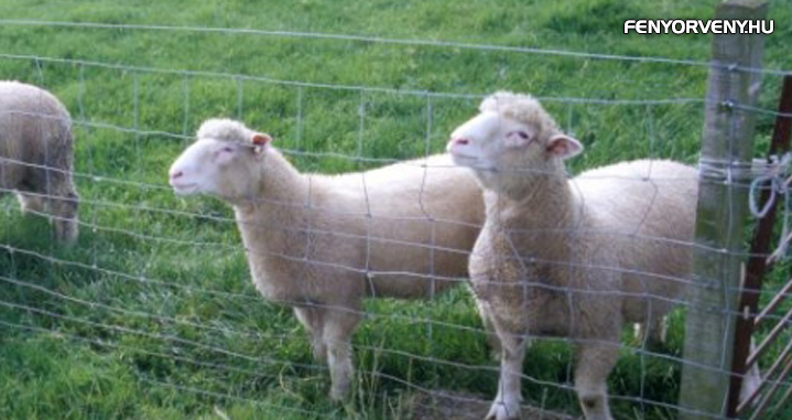 Teljesen betiltják a haszonállatok klónozását Európában