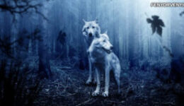 Indián tanítások-Melyik farkas fog győzni