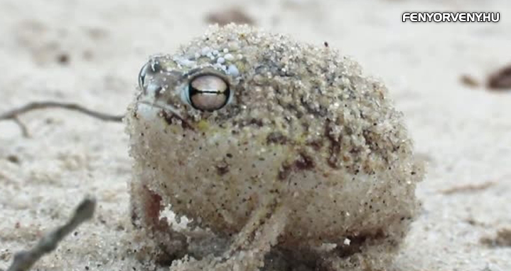 Szokatlan “brekegéssel” sípol a sivatagi esőbéka