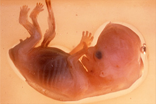 Hogyan fejlődik egy embrió?