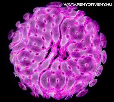 Így néznének ki a hangok – ha látnánk őket