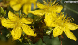 Gyógynövényekkel a depresszió ellen