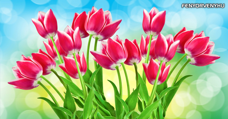 Szimbólumok-Növényszimbolika-Tulipán