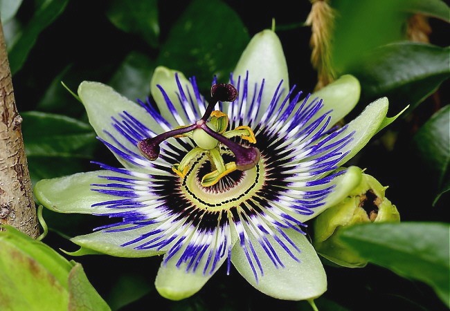 Gyógynövény Golgotavirág