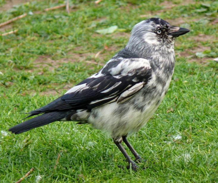 Szimbólumok/Állatszimbólumok: Varjú