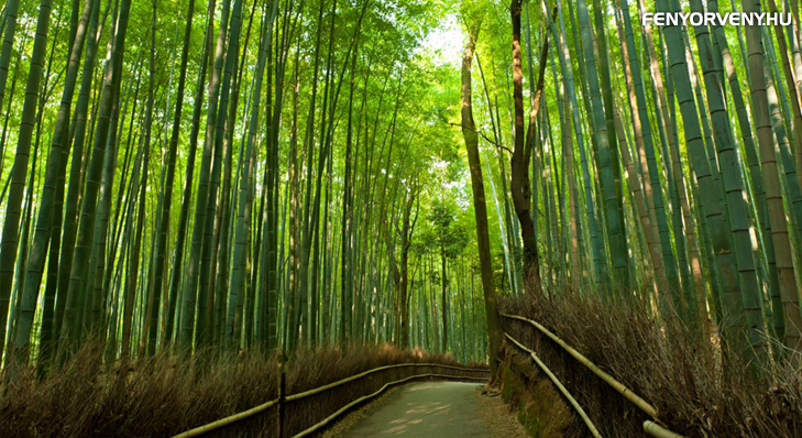 Zenélő erdők - csodálatos bambuszligetek