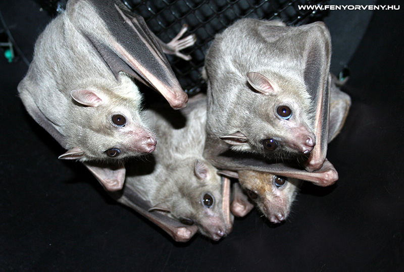 Szimbólumok/Állatszimbólumok: Denevér