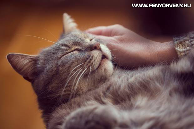 A macskák gyógyító ereje