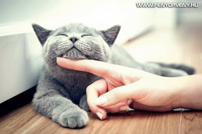 A macskák gyógyító ereje