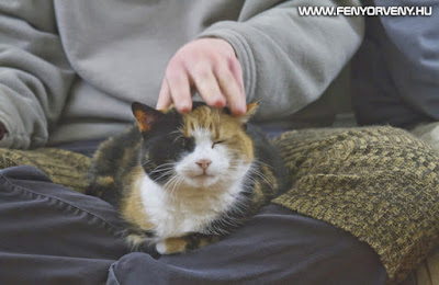 A macskák gyógyító ereje