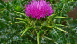 A 10 leghatásosabb gyógynövény