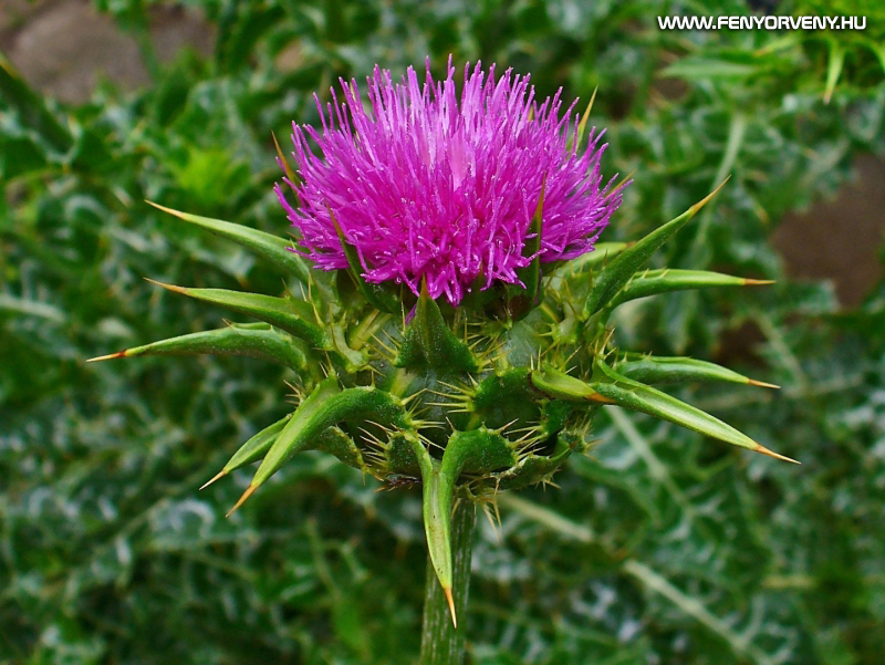 A 10 leghatásosabb gyógynövény