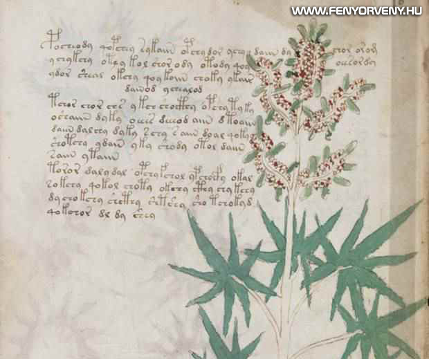 A középkor legtitokzatosabb irománya, a Voynich-kézirat