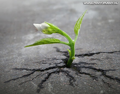 A természet védelme - Tegyél érte, hogy tisztább bolygón élhess!