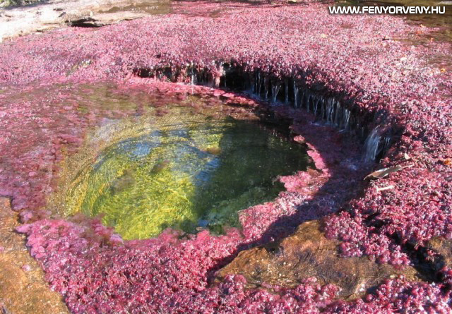 A Szivárvány folyó - a világ legszínesebb és legszebb folyója (VIDEÓVAL)