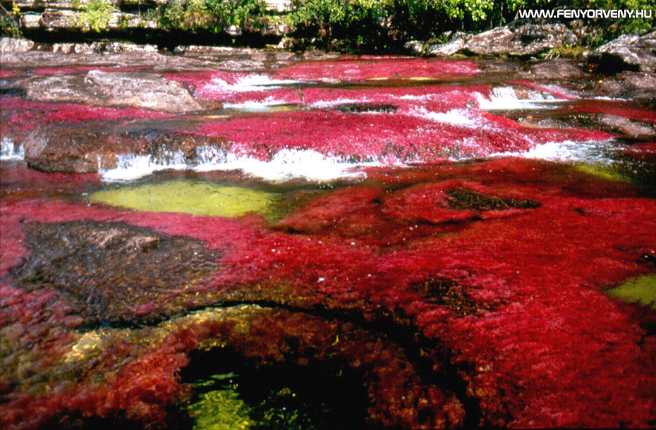 A Szivárvány folyó - a világ legszínesebb és legszebb folyója (VIDEÓVAL)