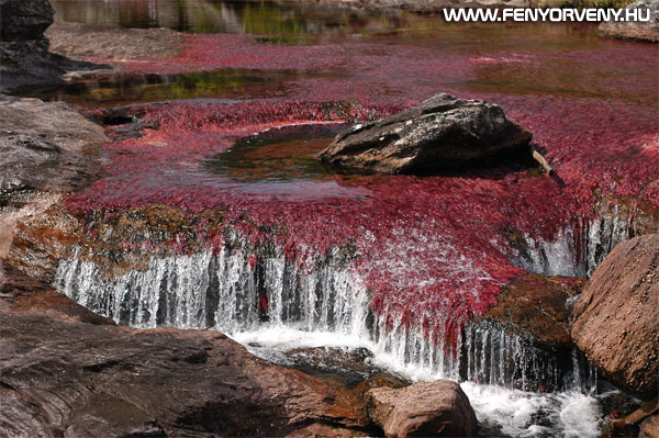 A Szivárvány folyó - a világ legszínesebb és legszebb folyója (VIDEÓVAL)