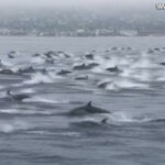 Hadseregnyi delfin tűnt fel Kaliforniánál, mintha menekülnének valami elől