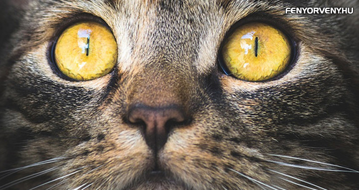 A kutyák és macskák képesek látni a „láthatatlant”?