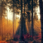 Spirituális gyakorlatok: Fák gyökerei