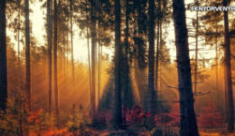 Spirituális gyakorlatok: Fák gyökerei