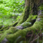 Csodálatos fa energiák - Így segíthetik a gyógyulást!