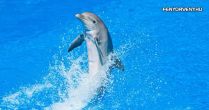 Szimbólumok-Állatszimbólumok-A delfin