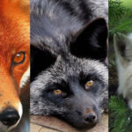 Szimbólumok-Állatszimbólumok-A róka