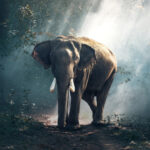 Tanmese: A vakok és az elefánt